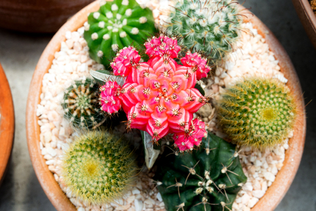 Cactus collection in small flower pots, Cactus top view, Outdoor Cactus Gardenの写真素材