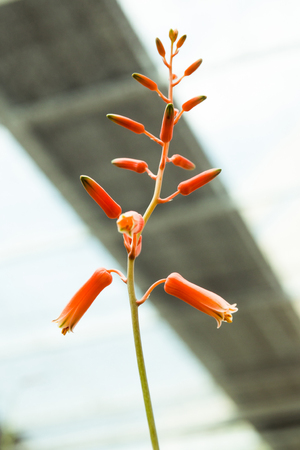 Red pods from pollen Of the succulent tree, Haworthia, Asphodelaceaeの写真素材