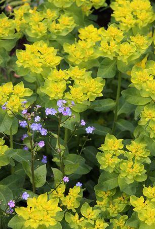 Garden flowers