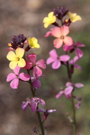Garden flowers
