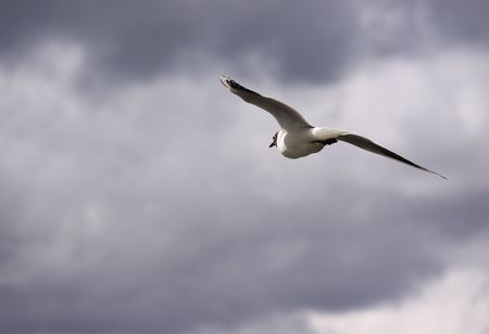 Sea gull in flightの写真素材