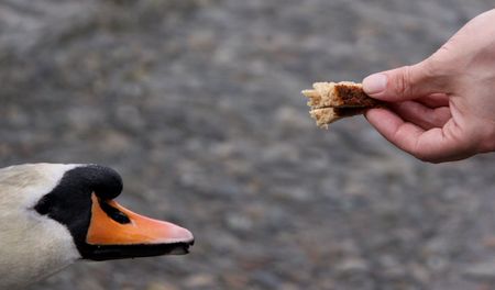 Swan eating bread