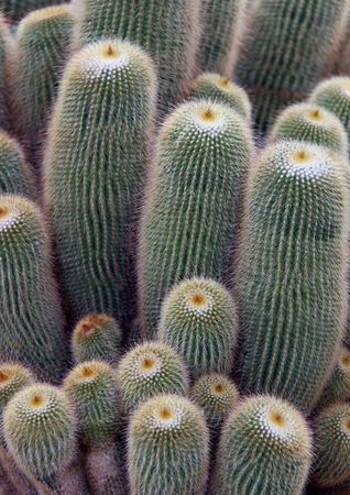 Cactus plant spikey surface abstract macro studyの写真素材