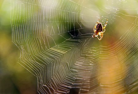 Garden spider in web with sun side lightの写真素材