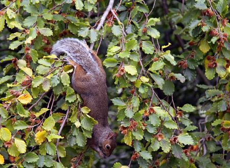 Squirrel in a garden Beech tree