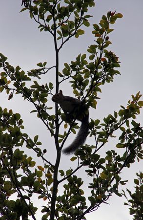 Squirrel in a garden Beech treeの写真素材