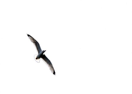 Sea Gull bird in flight, soaring against a white backgroundの写真素材