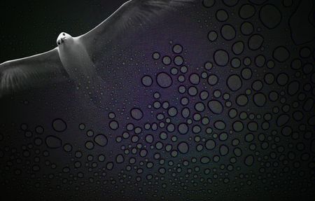 Sea Gull bird in flight against a rain drop pattern backgroundの写真素材