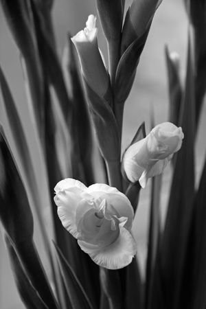 Gladioli flower with natural window lightの写真素材
