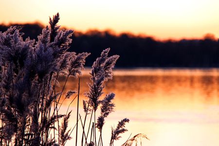 Sunset winter view of lake and reeds at duskの写真素材
