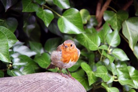 European Robin red breast bird sitting on a garden bench