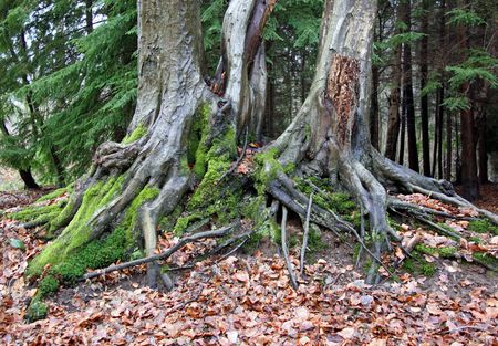 Deciduous tree roots and a conifer forest with autumn leavesの写真素材
