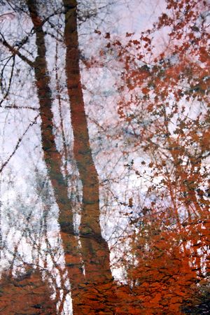 Forest trees reflected in water with orange autumn leaves