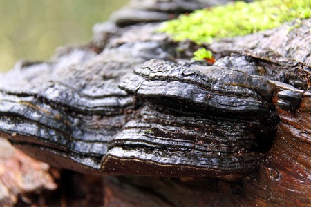Bracket Fungi and moss on an old dead Silver Birch tree in a forestの写真素材