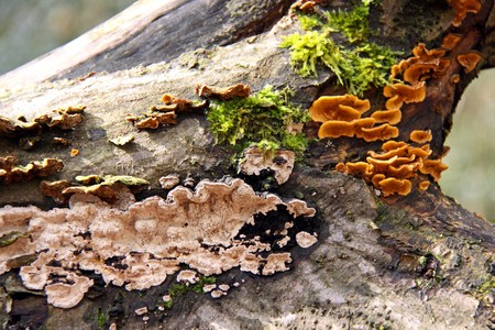 Bracket Fungi and moss on an old dead Silver Birch treeの写真素材