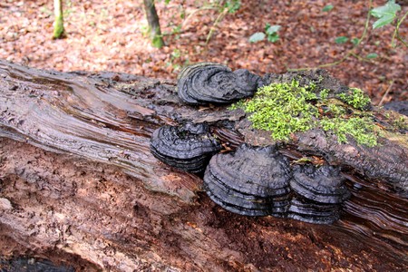Bracket Fungi and moss on an old dead Silver Birch tree in a forestの写真素材