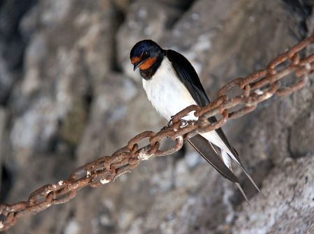 Swallow ( Hirundo rustica ) bird perched on a rusty chainの写真素材
