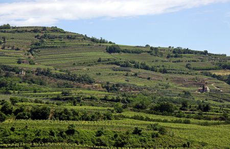 Grape vineyards on a terraced hill side in the Italian Soave region, famous for wineの写真素材