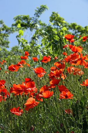 Red poppy flowers growing on a road side vergeの写真素材