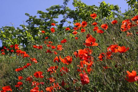 Red poppy flowers growing on a road side vergeの写真素材