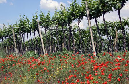 Red poppy flowers growing on a road side vergeの写真素材