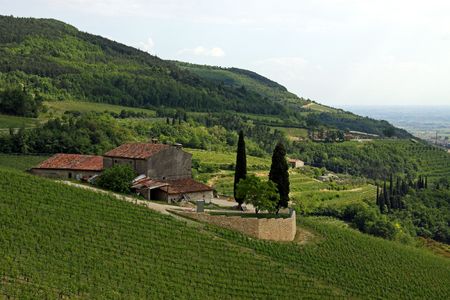 Grape vineyards on a terraced hill side in the Italian Soave region, famous for wineの写真素材