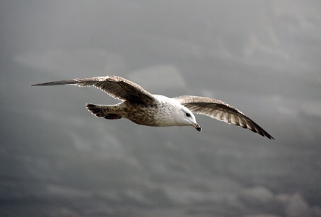 Sea gull bird flyingの写真素材