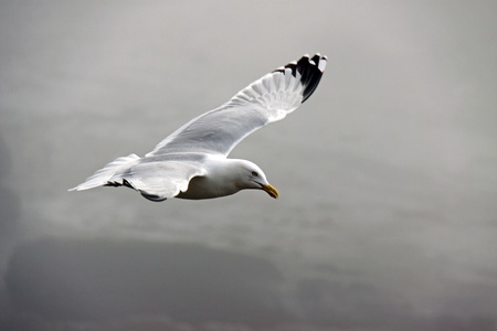Sea gull bird flyingの写真素材
