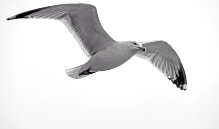 Sea gull bird flyingの写真素材