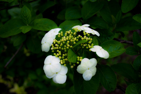 blooming white flowers