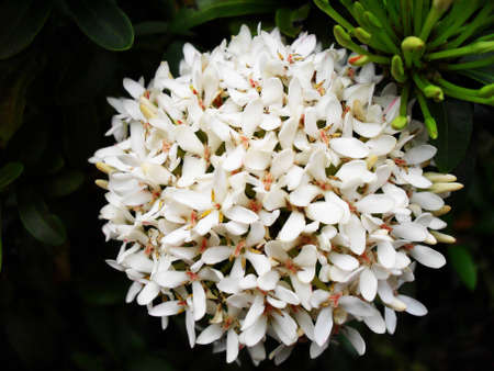 flowerの写真素材