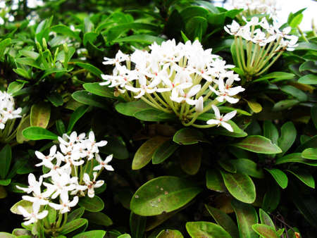 flowerの写真素材