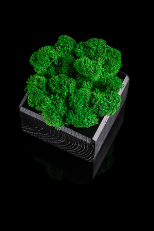 Modern eco friendly decor made of wood and colored stabilized moss on a black background with a mirror image. Trend 2019.の写真素材