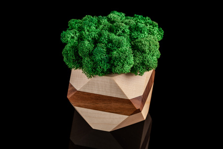 Modern eco friendly decor made of wood and colored stabilized moss on a black background with a mirror image. Trend 2019.の写真素材