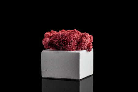 Modern eco friendly decor made of wood and colored stabilized moss on a black background with a mirror image. Trend 2019.の写真素材