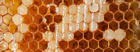 Honeycombs filled with honey. background image, copy space textの写真素材