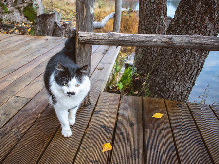 Cat outdoor portrait. Cat outdoor in natureの写真素材