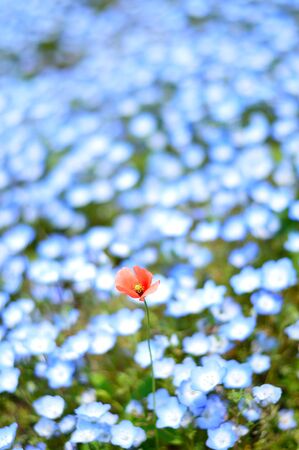 Nemophila and poppies in full bloom in a park in Hitachinaka City, Ibaraki Prefectureの写真素材