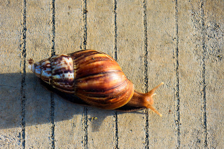 snail in shell crawling on wooden floor in the morning.の写真素材