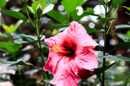 Hibiscus flower (Hibiscus rosa-sinensis L) is a shrub of the Malvaceae family originating from East Asia and widely grown as an ornamental plant in tropical and subtropical region.の写真素材
