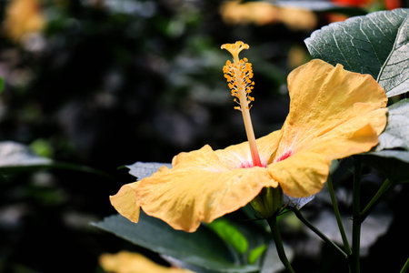 Hibiscus flower (Hibiscus rosa-sinensis L) is a shrub of the Malvaceae family originating from East Asia and widely grown as an ornamental plant in tropical and subtropical region.の写真素材