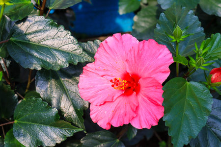 Hibiscus flower (Hibiscus rosa-sinensis L) is a shrub of the Malvaceae family originating from East Asia and widely grown as an ornamental plant in tropical and subtropical region.の写真素材