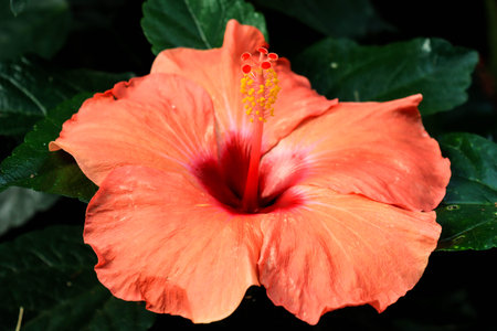 Hibiscus flower (Hibiscus rosa-sinensis L) is a shrub of the Malvaceae family originating from East Asia and widely grown as an ornamental plant in tropical and subtropical region.の写真素材