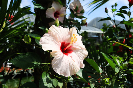 Hibiscus flower (Hibiscus rosa-sinensis L) is a shrub of the Malvaceae family originating from East Asia and widely grown as an ornamental plant in tropical and subtropical region.の写真素材