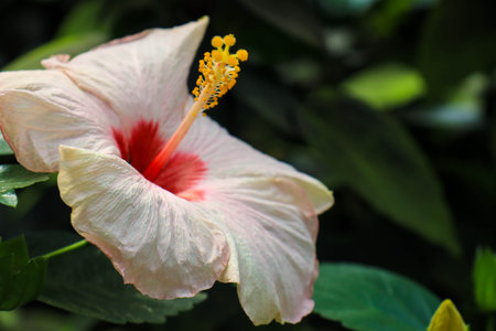 Hibiscus flower (Hibiscus rosa-sinensis L) is a shrub of the Malvaceae family originating from East Asia and widely grown as an ornamental plant in tropical and subtropical region.の写真素材