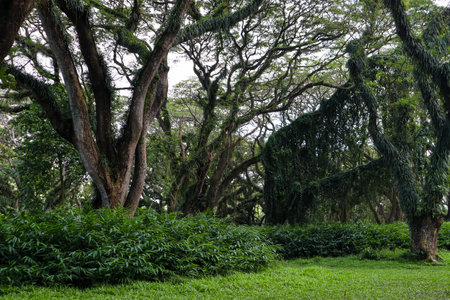 Panorama of the protected forest of De Djawatan Benculuk Banyuwangi, Indonesiaの写真素材