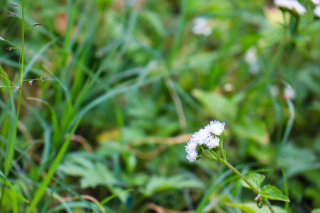 beautiful view of plant leaves exposed to morning dewの写真素材