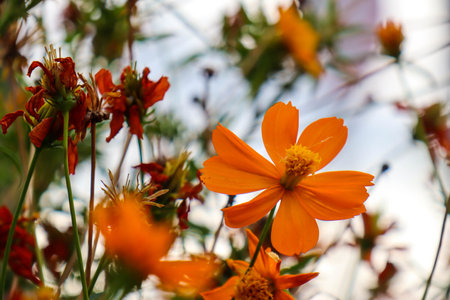 Sulfur canary, Cosmos sulphureus is a flowering plant native to Mexico. This plant is the natural habitat of the insect Anagrus nilaparvatae.の写真素材