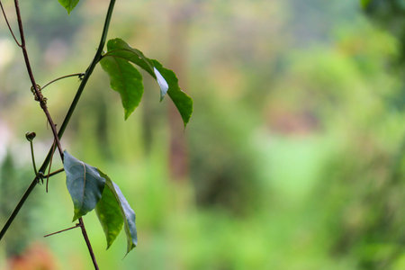 beautiful view of plant leaves exposed to morning dewの写真素材