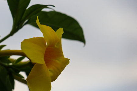 Allamanda cathartica, commonly called golden trumpet yellow allamanda. It is a species of flowering plant of the genus Allamanda in the Apocynaceae familyの写真素材